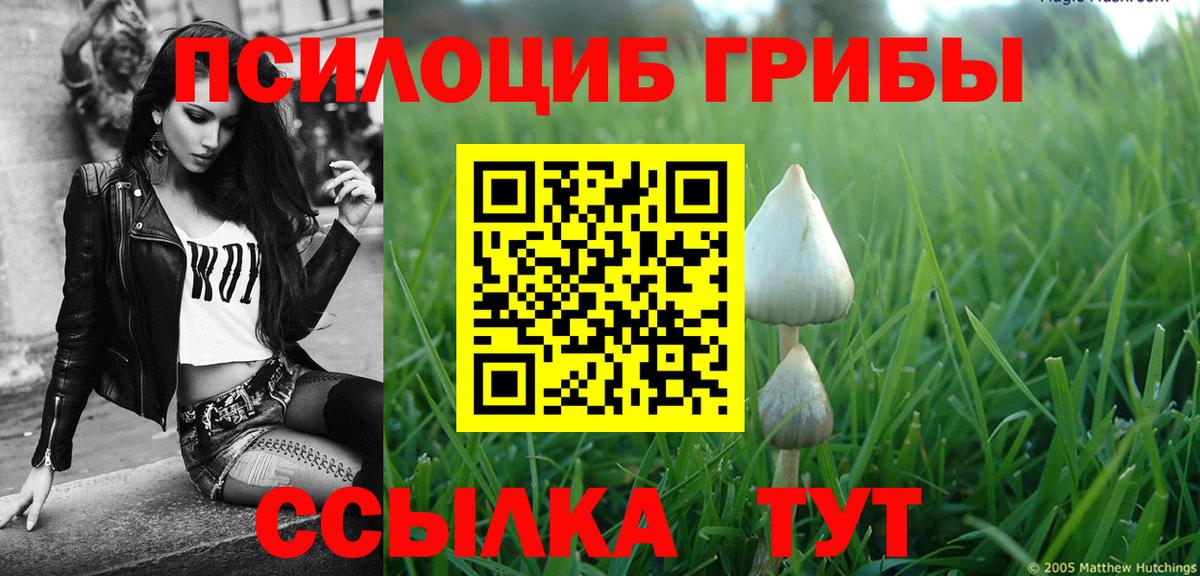 Псилоцибиновые грибы Psilocybe Малгобек